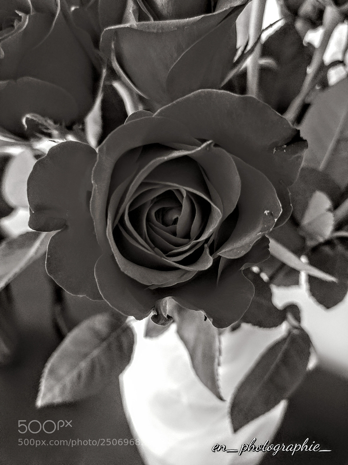 LG G6 sample photo. Uncolored rose photography