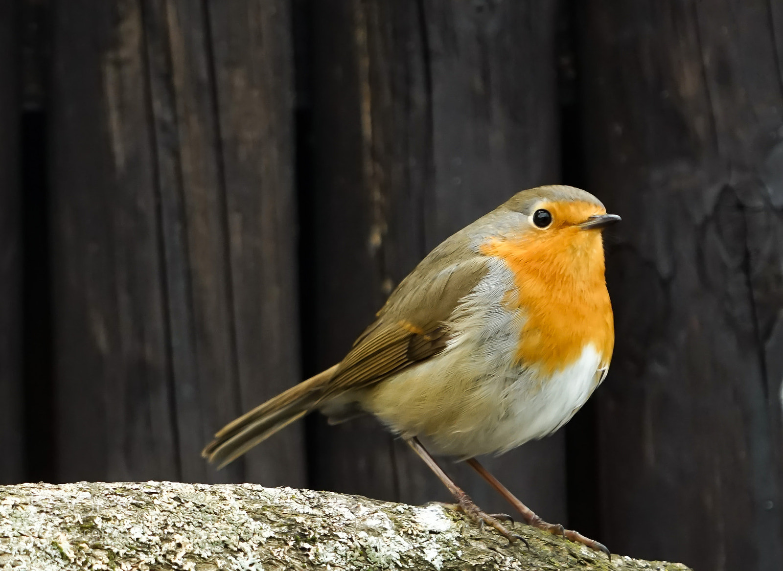 Sony a7R sample photo. Robin photography