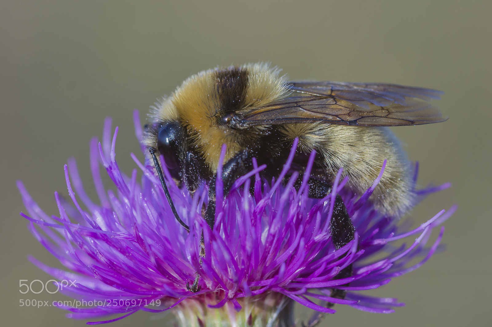 Canon EOS 550D (EOS Rebel T2i / EOS Kiss X4) sample photo. Bumblebee photography