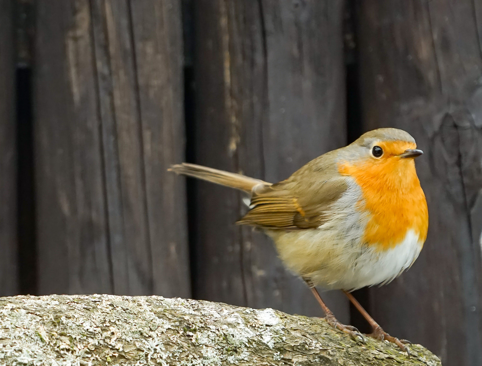Sony a7R sample photo. Robin photography