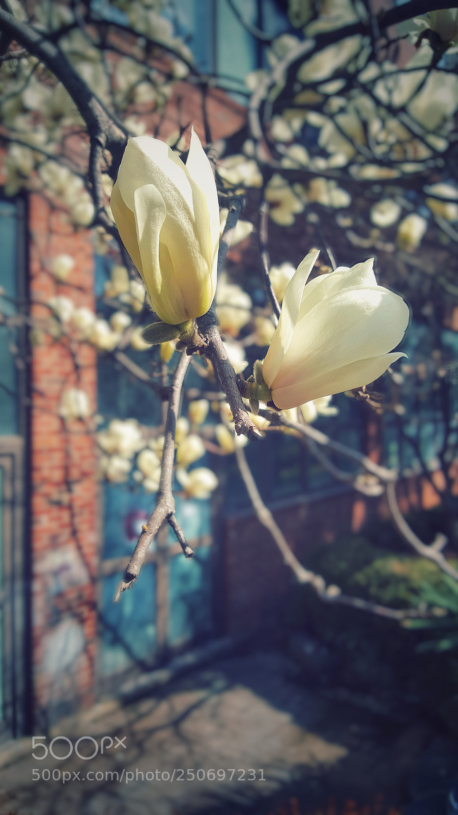 Samsung Galaxy Note5 sample photo. Untitled photography