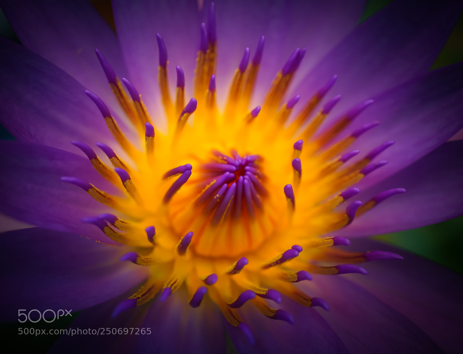 Sony a6000 sample photo. Purple beauty photography