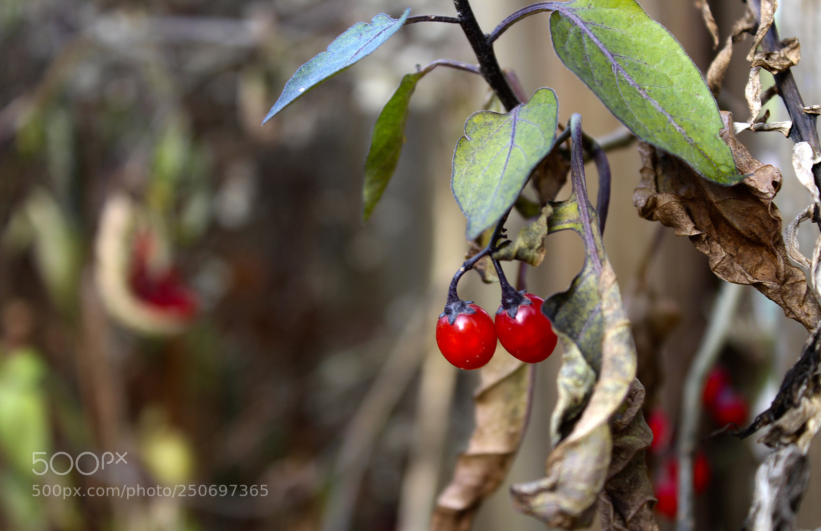 Canon EOS 1200D (EOS Rebel T5 / EOS Kiss X70 / EOS Hi) sample photo. Berries photography