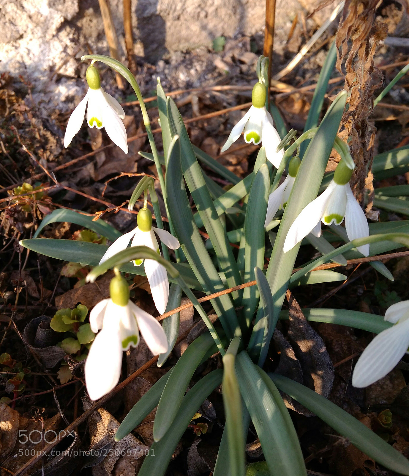Xiaomi Redmi 4A sample photo. Near spring photography