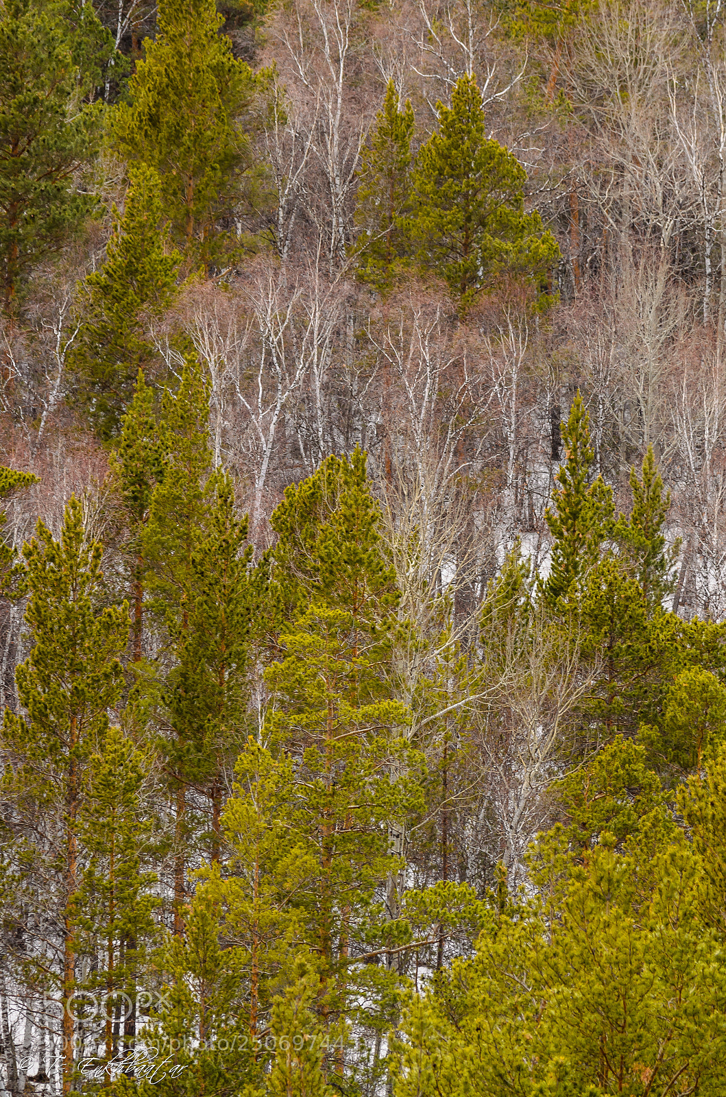 Nikon D5100 sample photo. Trees photography
