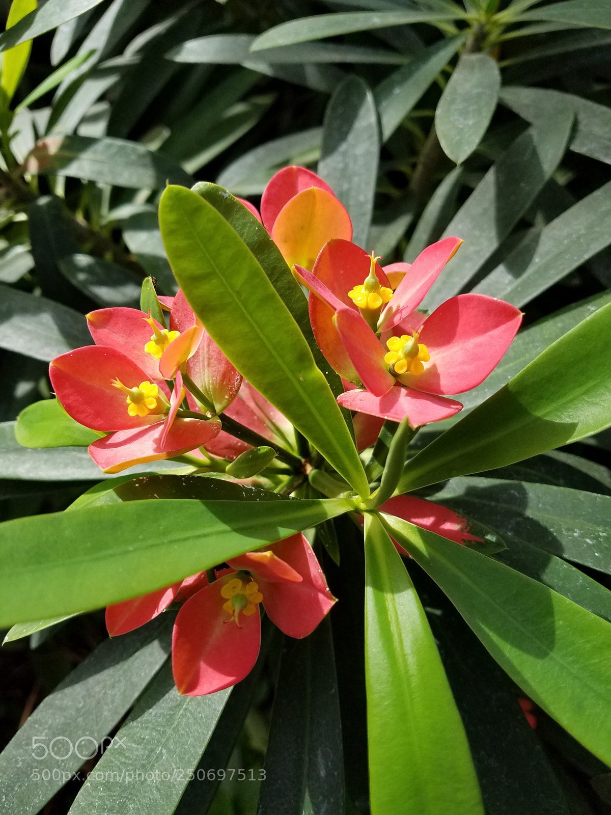 Samsung Galaxy S7 sample photo. Macro shot of flower.jpg photography
