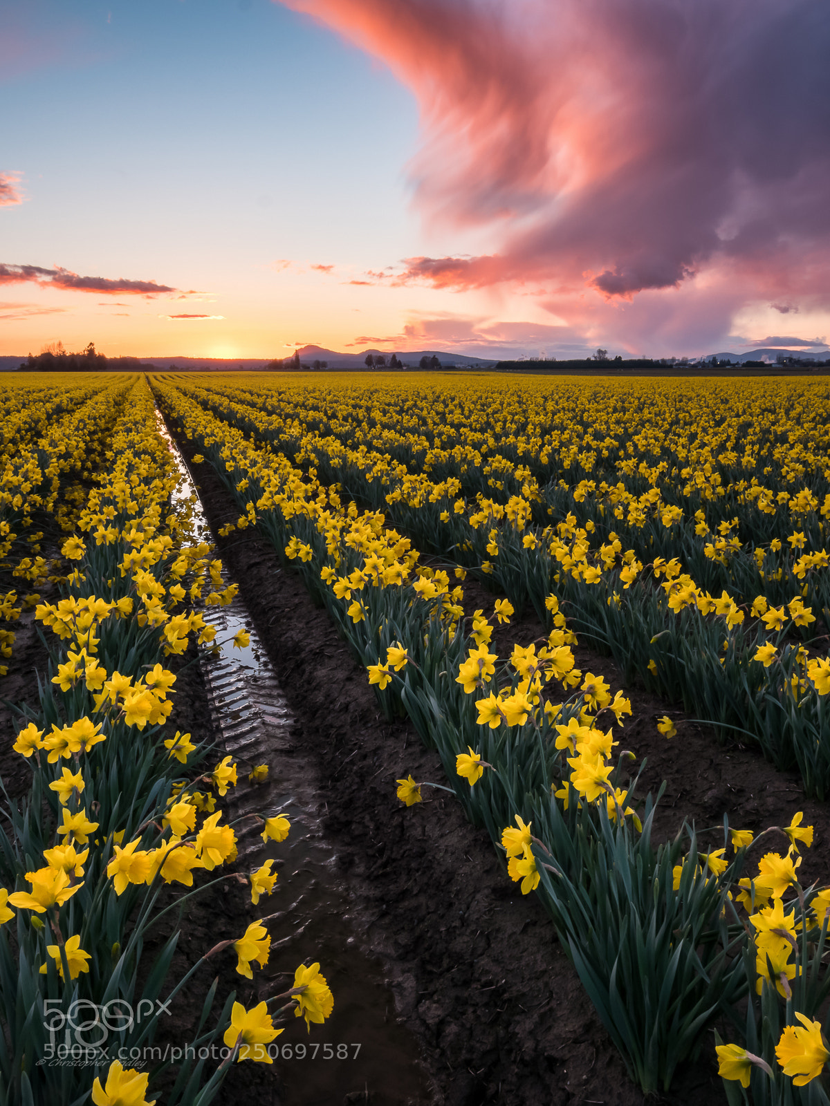 Panasonic Lumix DC-GH5 sample photo. Glowing daffodils photography