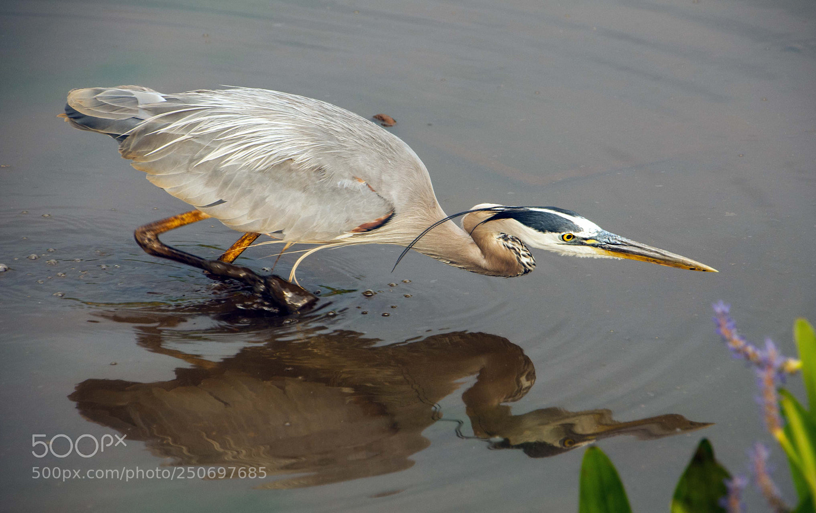Nikon D300 sample photo. Hunting for dinner photography