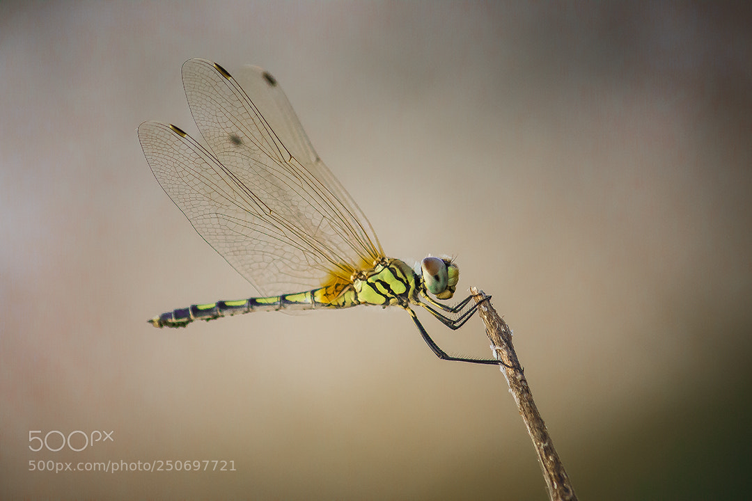 Canon EOS 700D (EOS Rebel T5i / EOS Kiss X7i) sample photo. Dragon fly photography