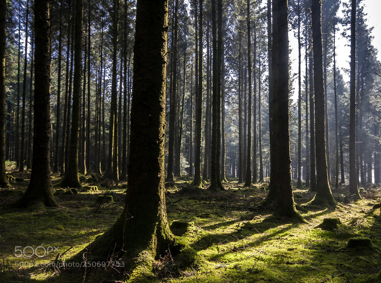 Canon EOS 40D sample photo. Trees and shadows photography
