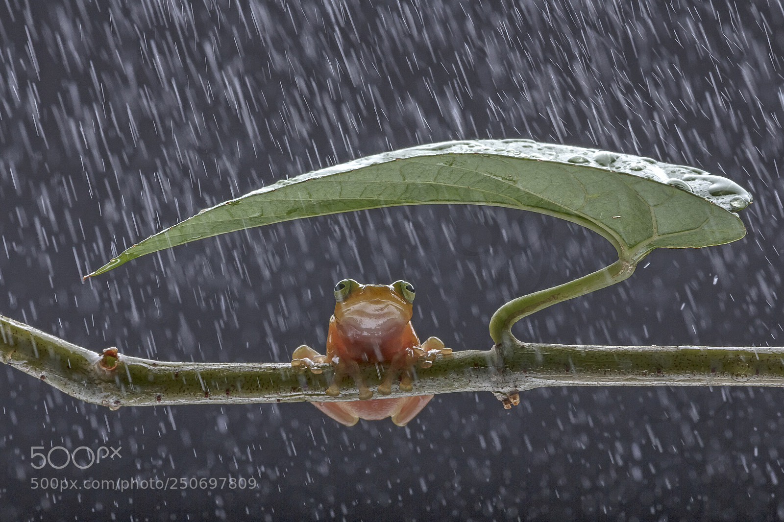 Canon EOS 60D sample photo. I got my umbrella photography