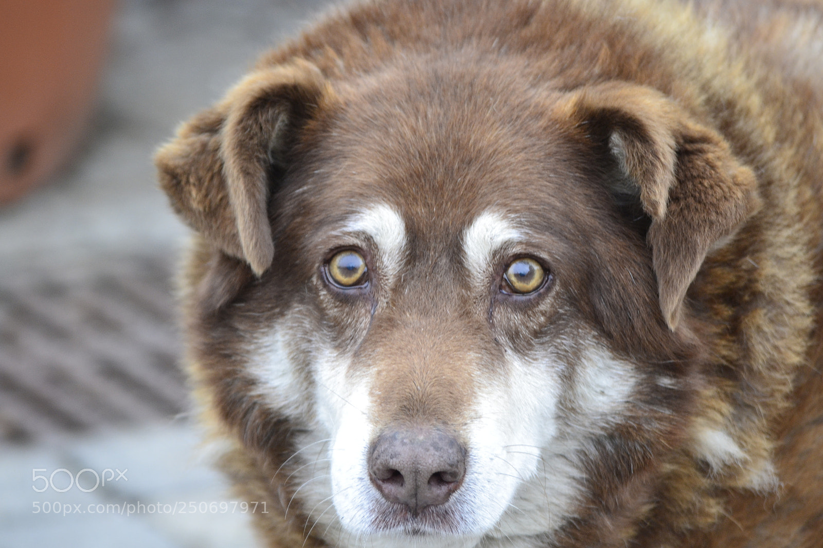 Nikon D3100 sample photo. Zucchi photography