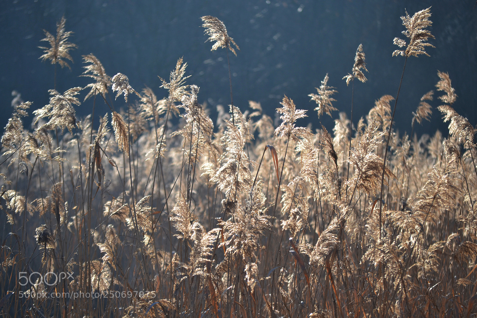Nikon D3100 sample photo. Phragmites australis photography