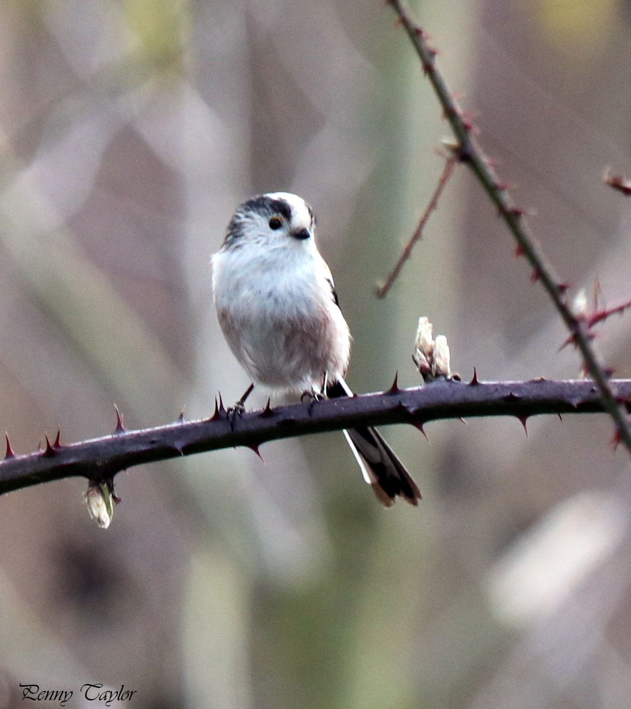 Canon EF 70-300 F4-5.6 IS II USM sample photo. Long tailed tit photography