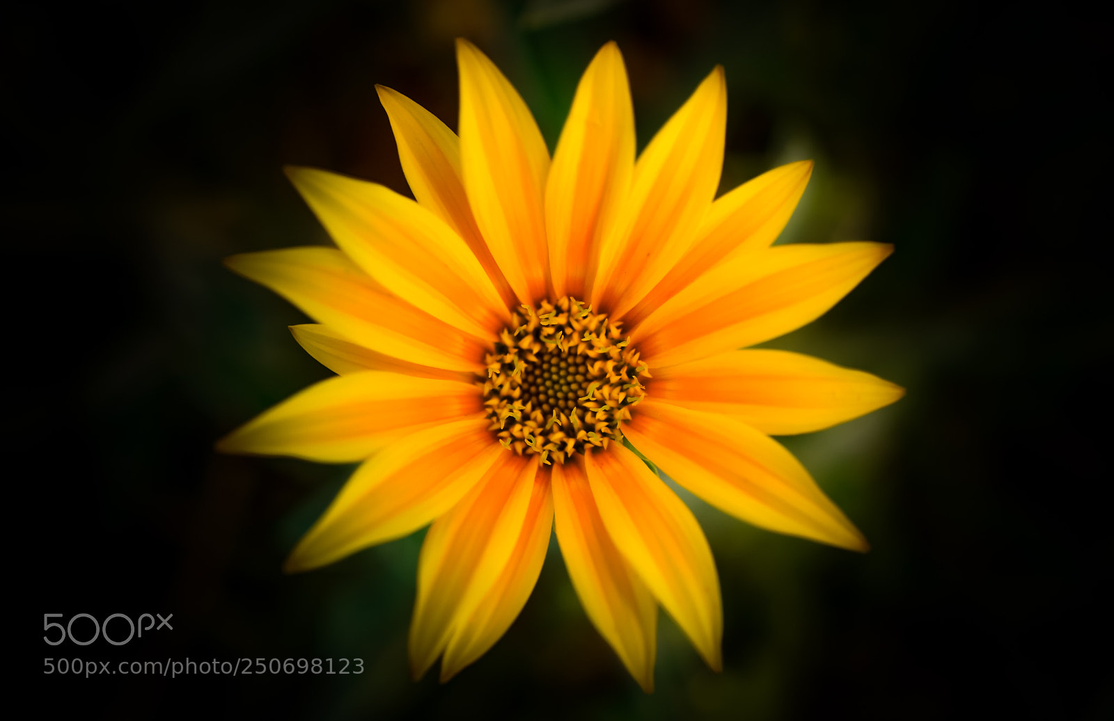 Sony a6000 sample photo. Bright star photography