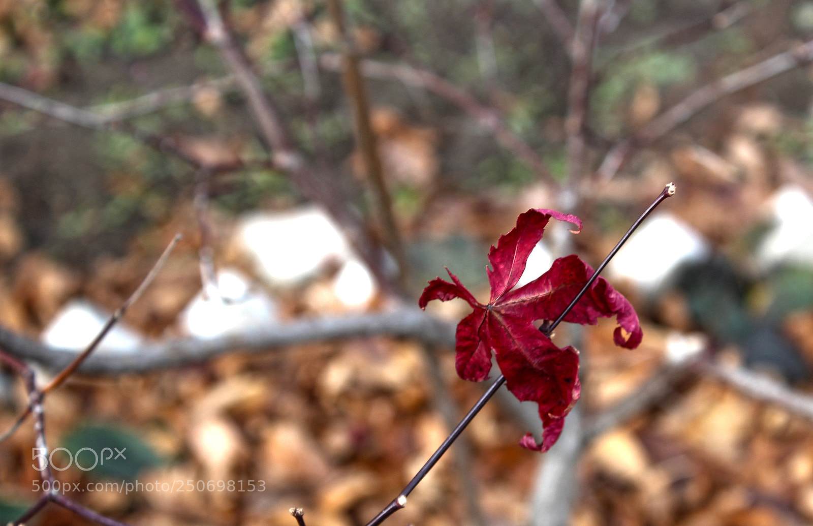Canon EOS 1200D (EOS Rebel T5 / EOS Kiss X70 / EOS Hi) sample photo. Leaf photography