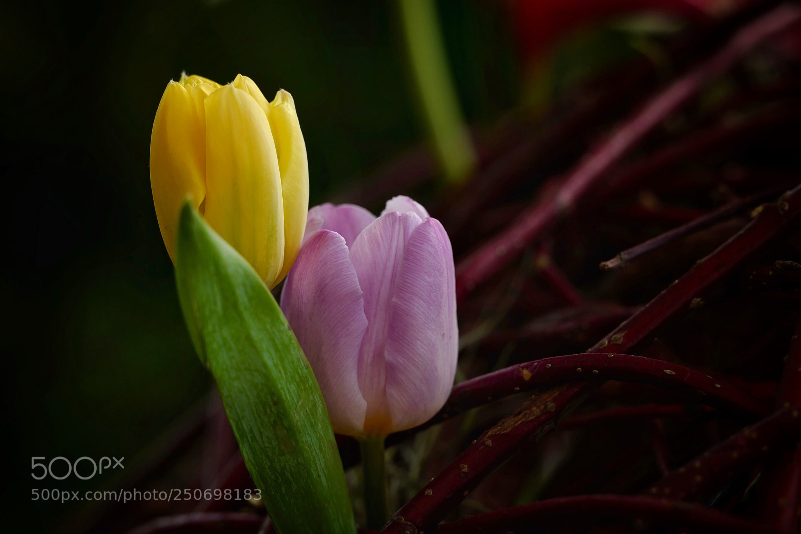 Leica SL (Typ 601) sample photo. Untitled photography