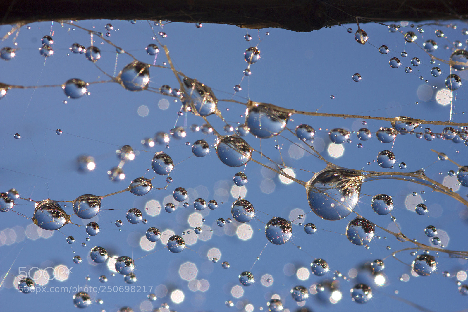 Canon EOS 550D (EOS Rebel T2i / EOS Kiss X4) sample photo. Study with dew photography