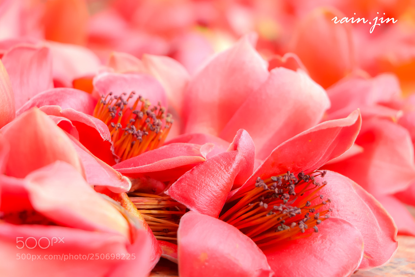 Canon EOS 70D sample photo. Kapok photography