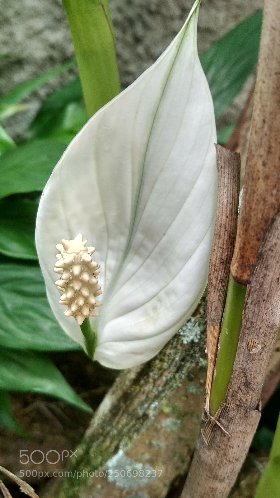 Xiaomi Redmi 4X sample photo. Lírio da paz photography