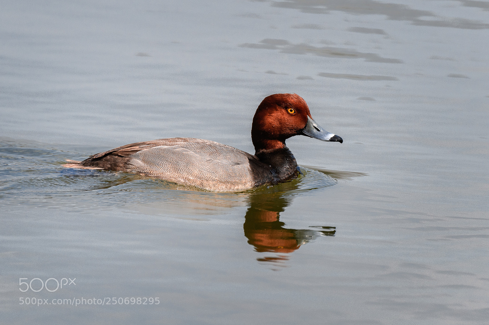 Nikon D850 sample photo. Adult male redhead duck photography