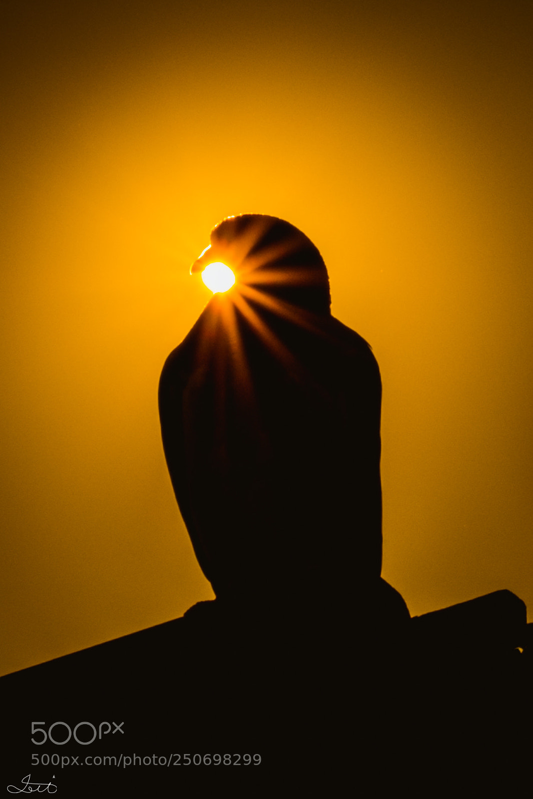 Fujifilm X-T20 sample photo. "eagle" photography