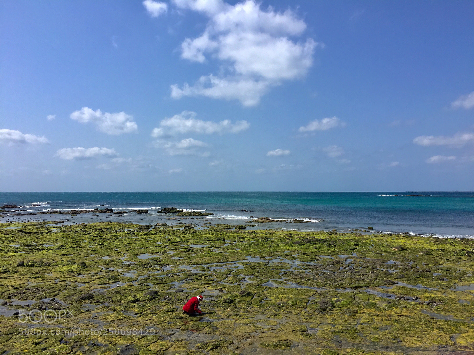 Apple iPhone 6 Plus sample photo. 採海菜的婦人 (seaweed harvesting) photography