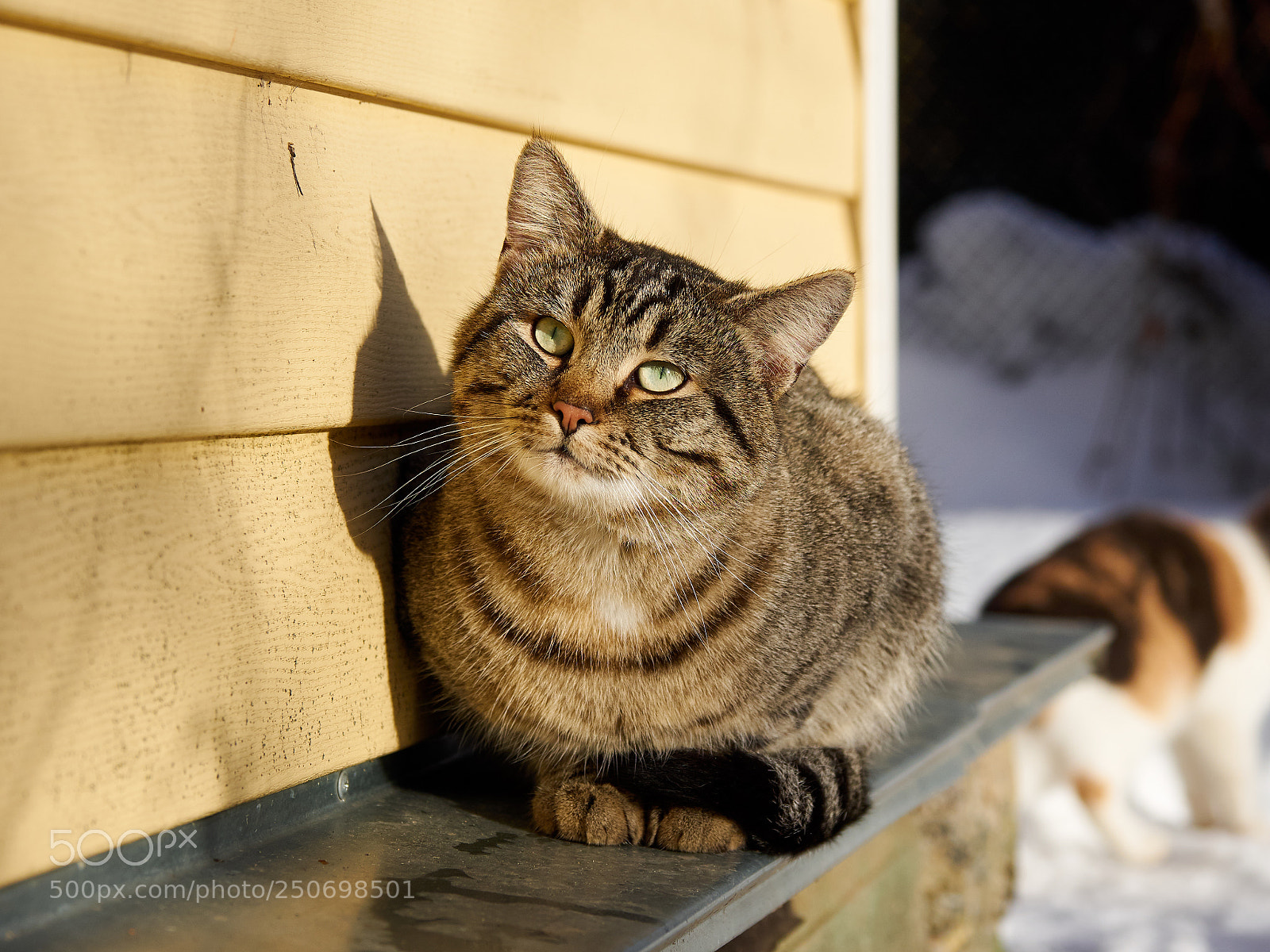 Olympus OM-D E-M1 sample photo. Meditating cat photography