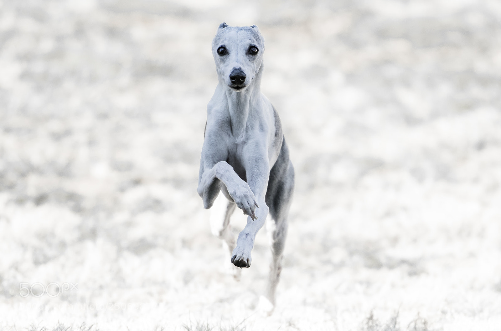 Nikon D850 sample photo. Run whippet run photography