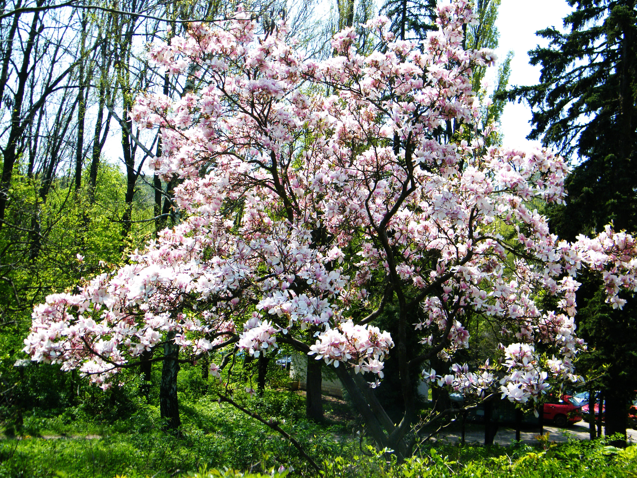 Fujifilm FinePix S2000HD sample photo. Magnolia tree photography