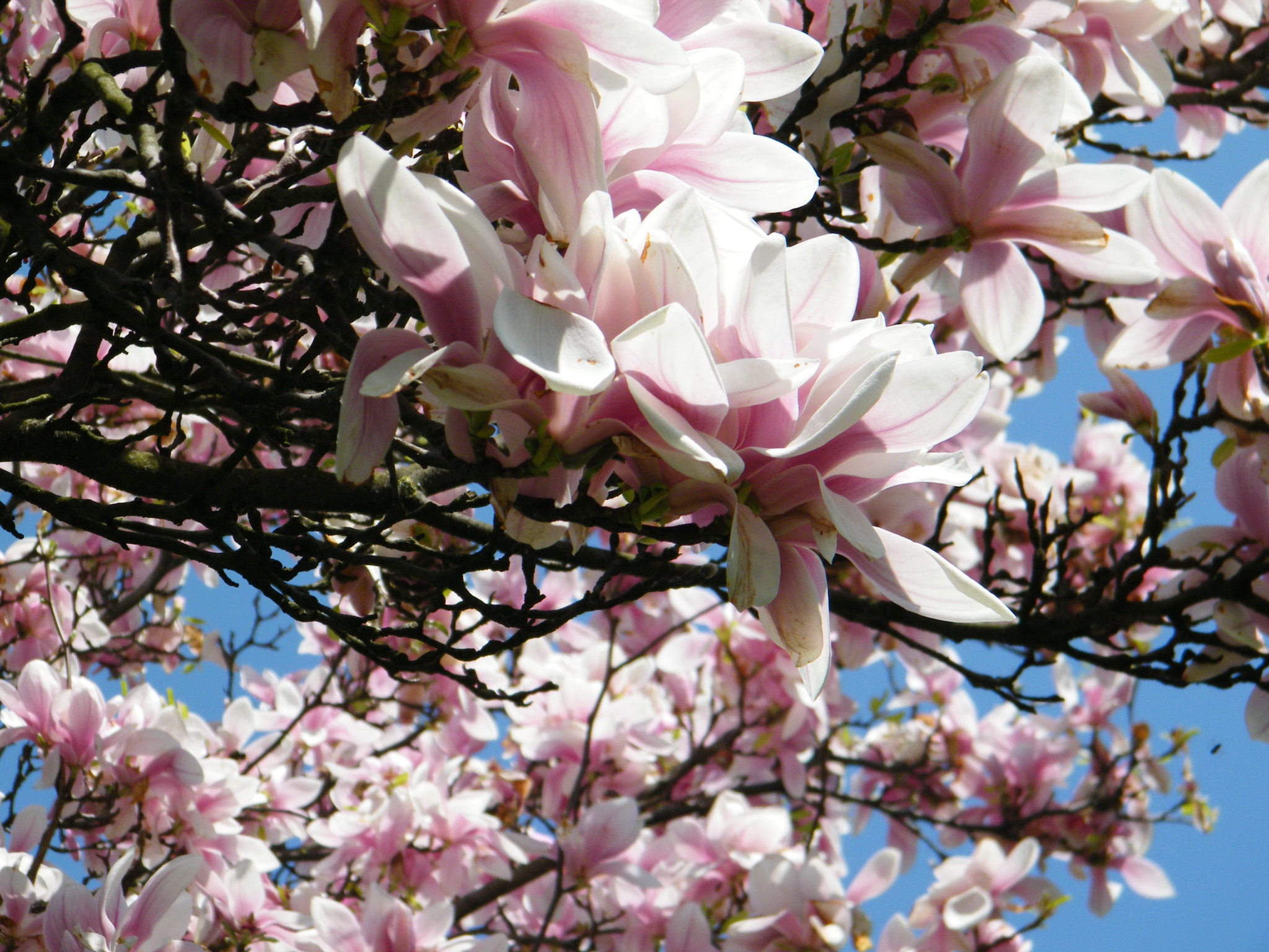 Fujifilm FinePix S2000HD sample photo. Magnolia tree photography