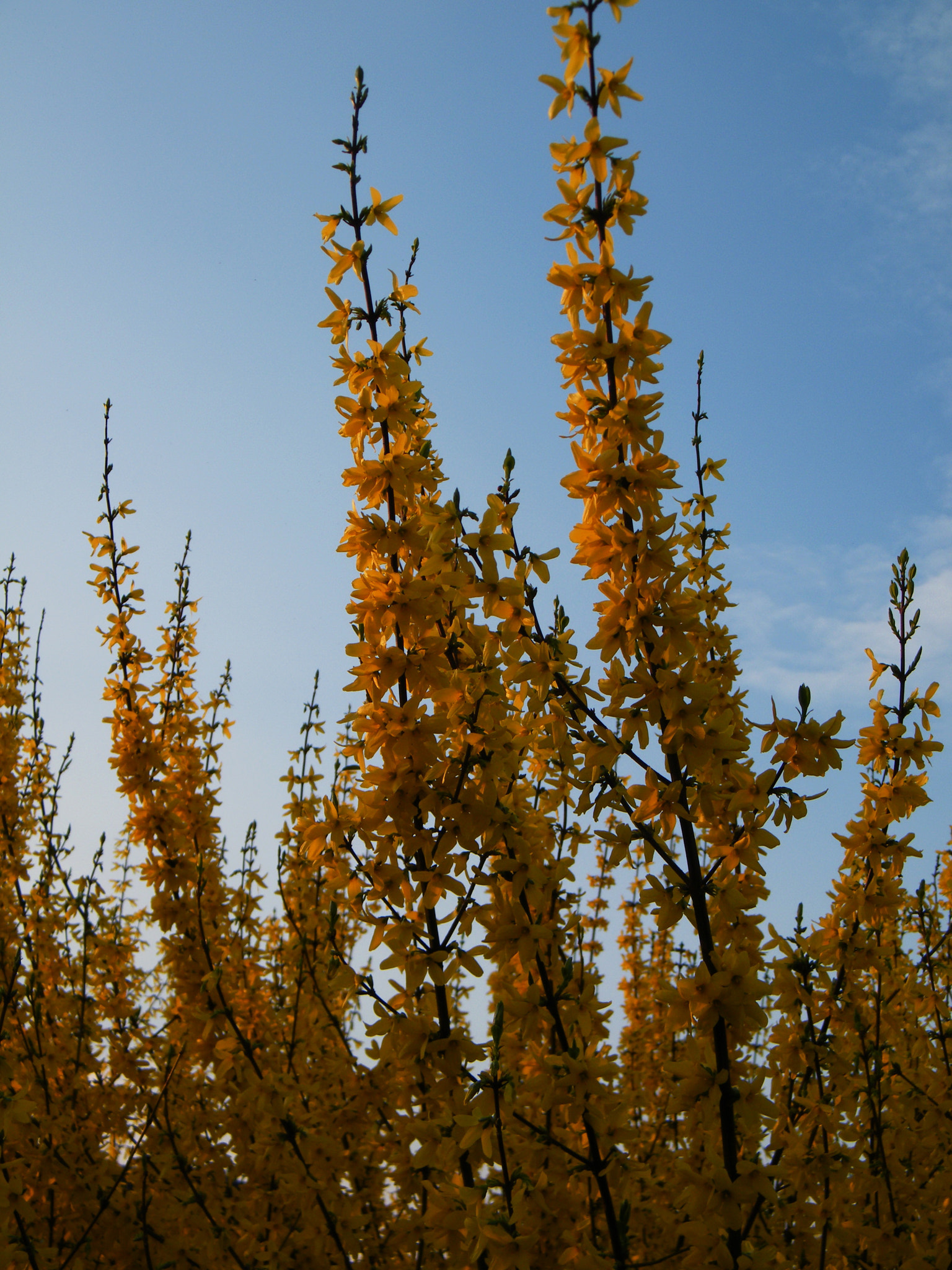 Fujifilm FinePix S2000HD sample photo. Laburnum photography