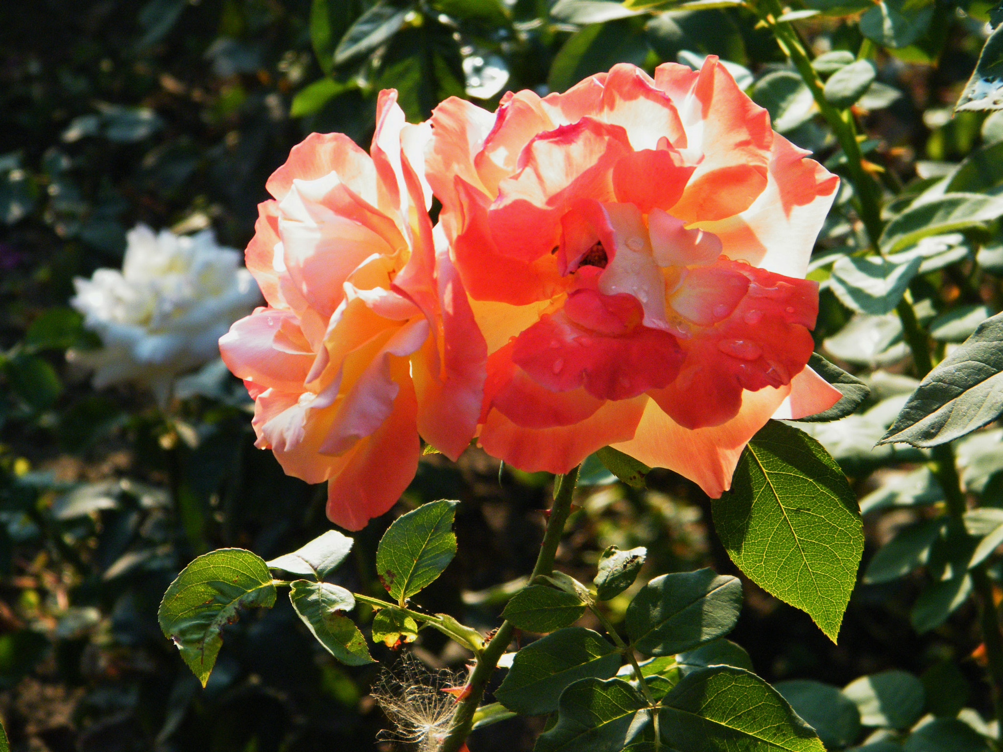 Fujifilm FinePix S2000HD sample photo. Flower photography