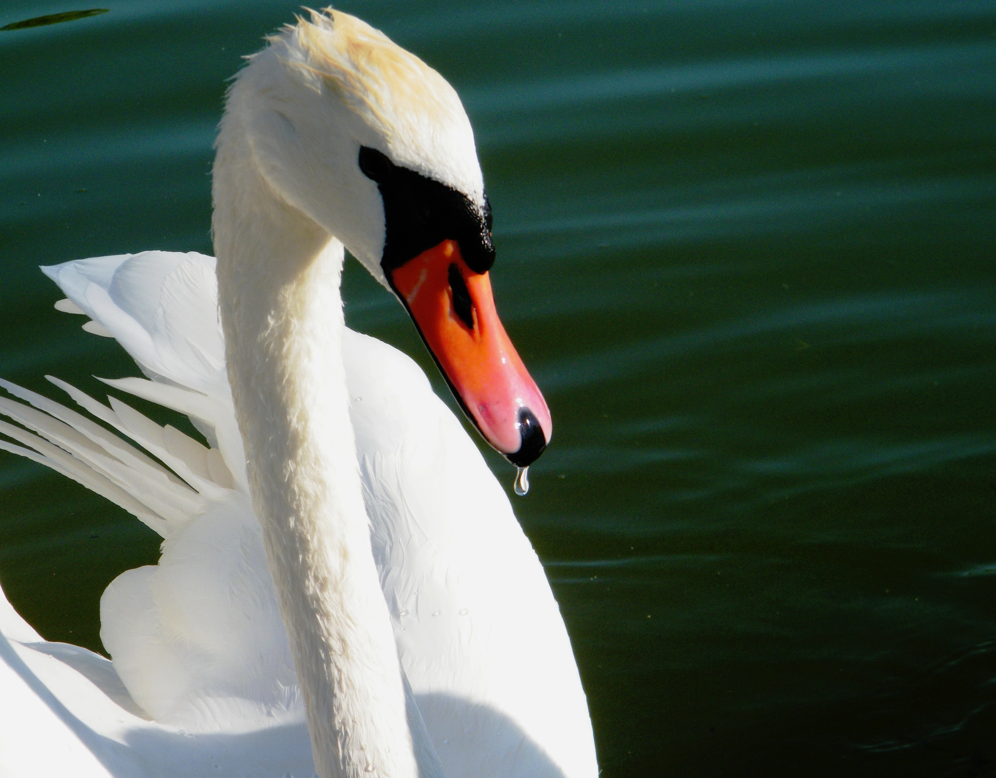 Fujifilm FinePix S2000HD sample photo. Swan photography