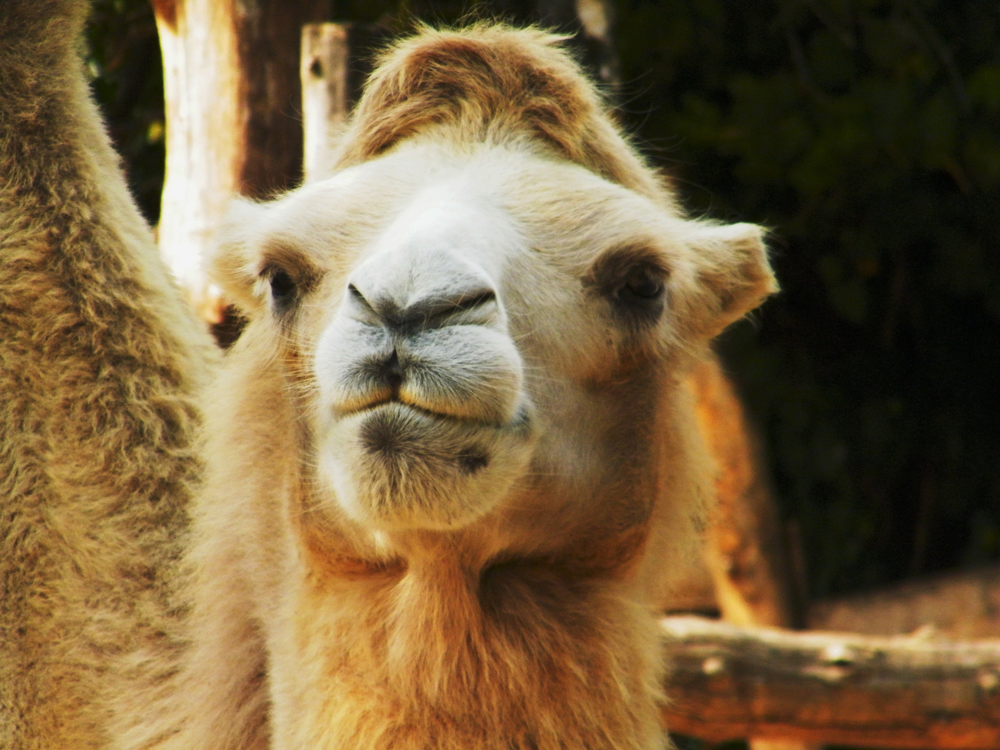 Fujifilm FinePix S2000HD sample photo. Camel photography