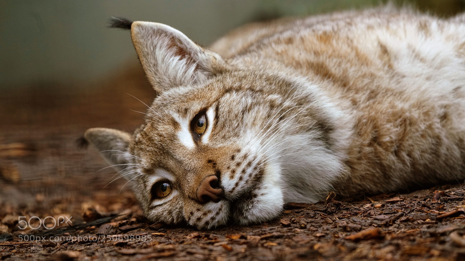 Sony a7R II sample photo. Lynx photography