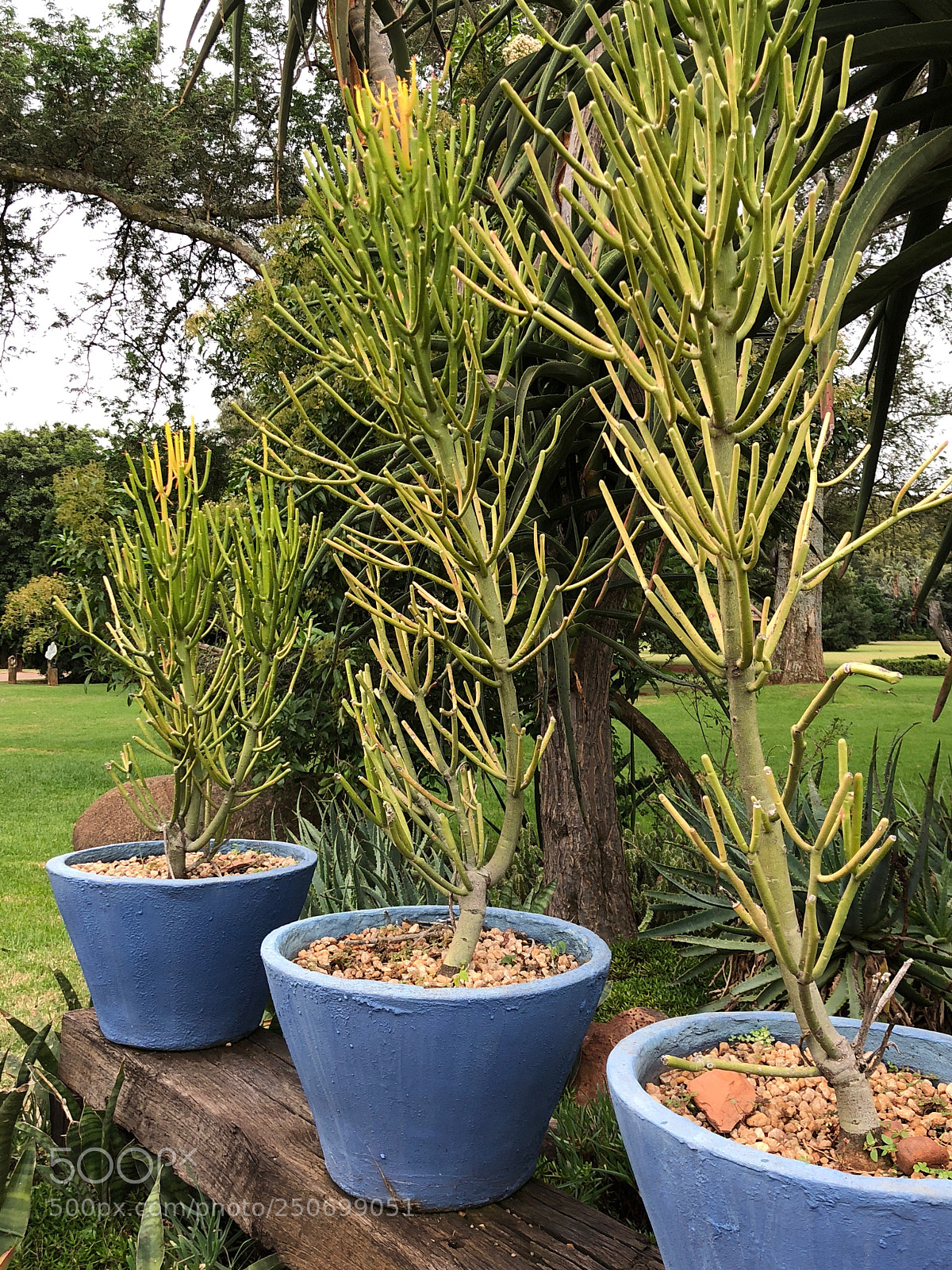 Apple iPhone X sample photo. Three pots photography
