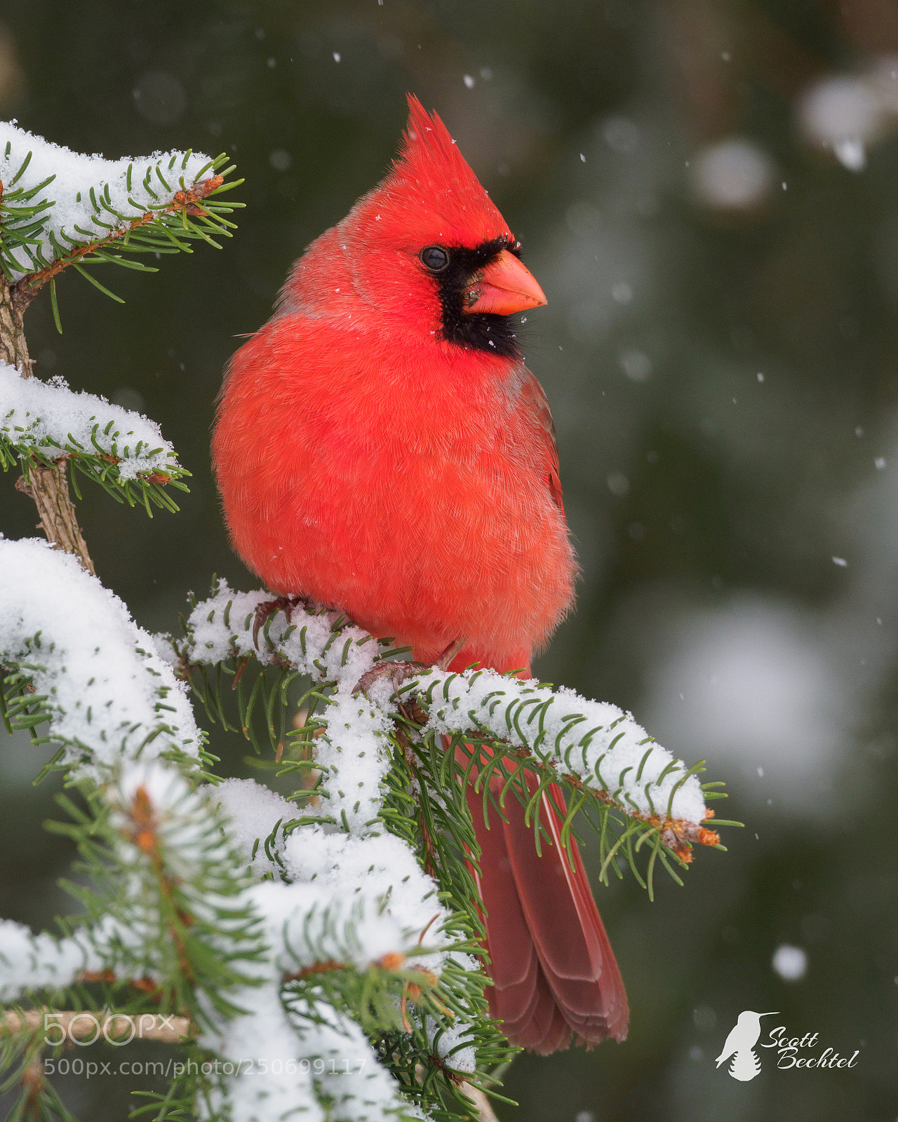 Olympus OM-D E-M1 Mark II sample photo. Male northern cardinal in photography