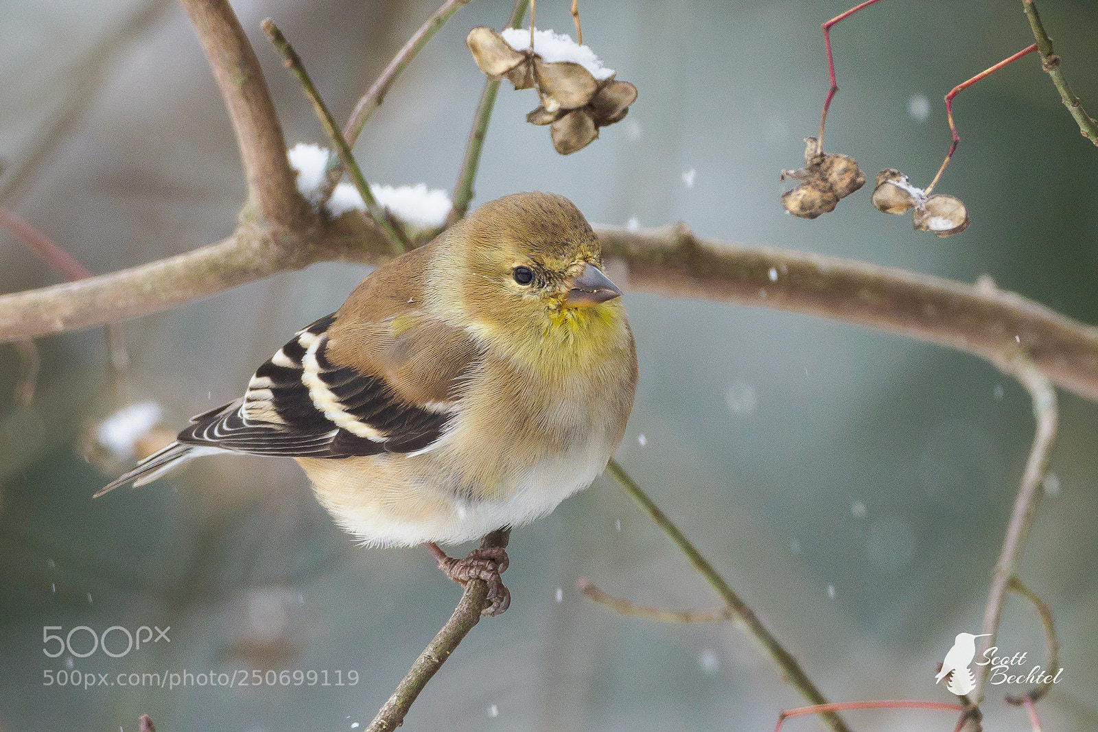 Olympus OM-D E-M1 Mark II sample photo. Goldfinch in snow photography