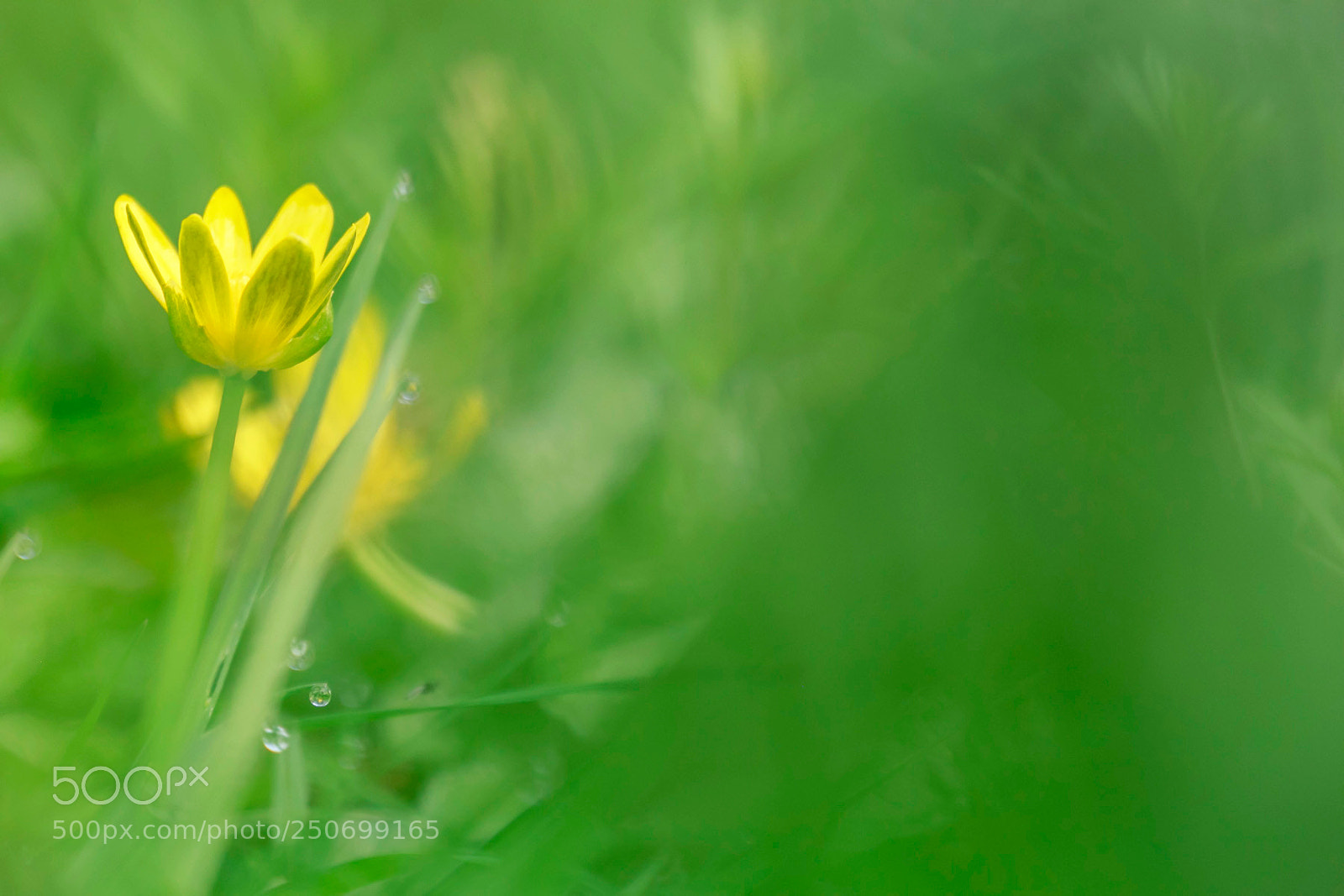 Canon EOS 60D sample photo. Le joli printemps (2) ! photography