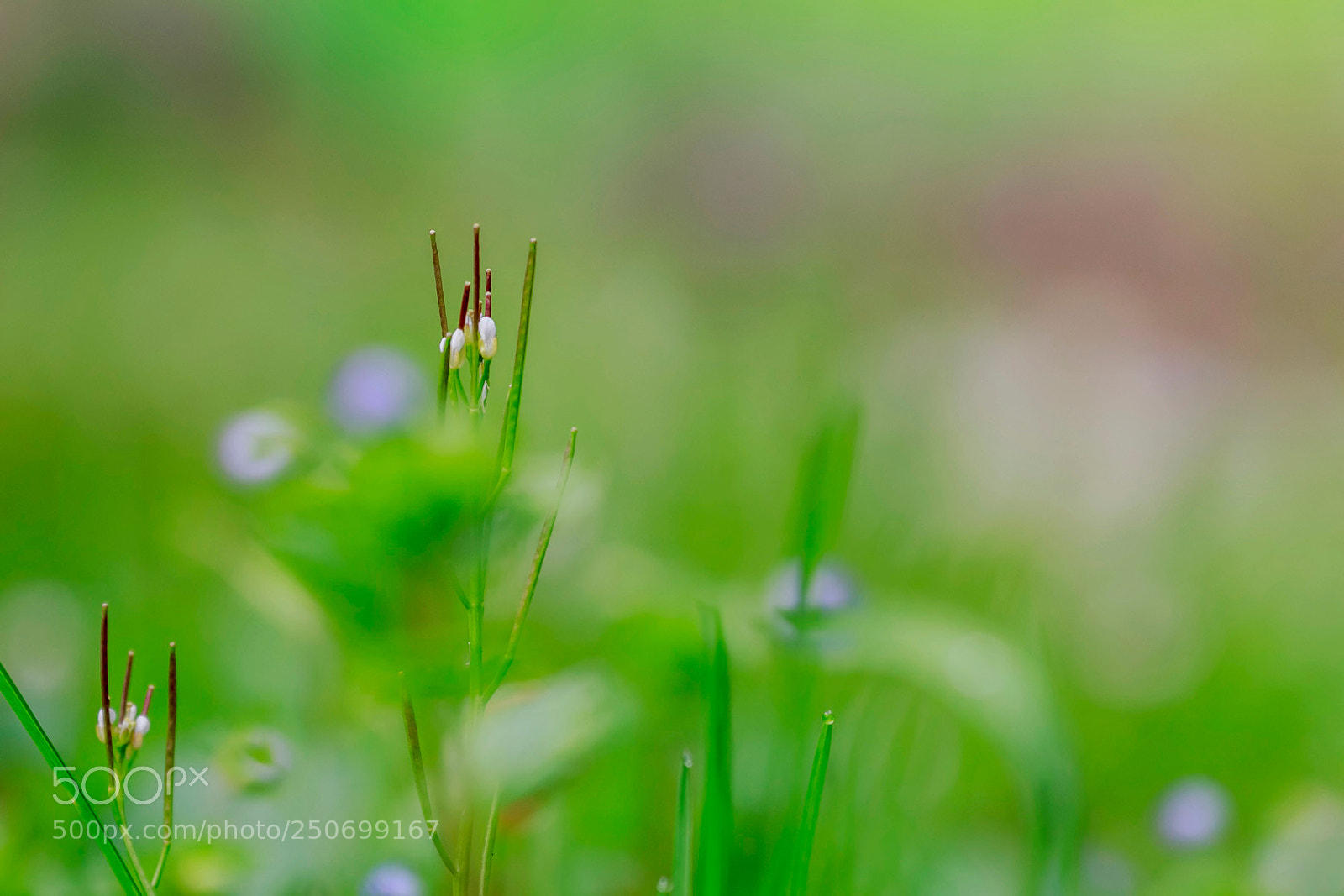 Canon EOS 60D sample photo. Le joli printemps ! photography
