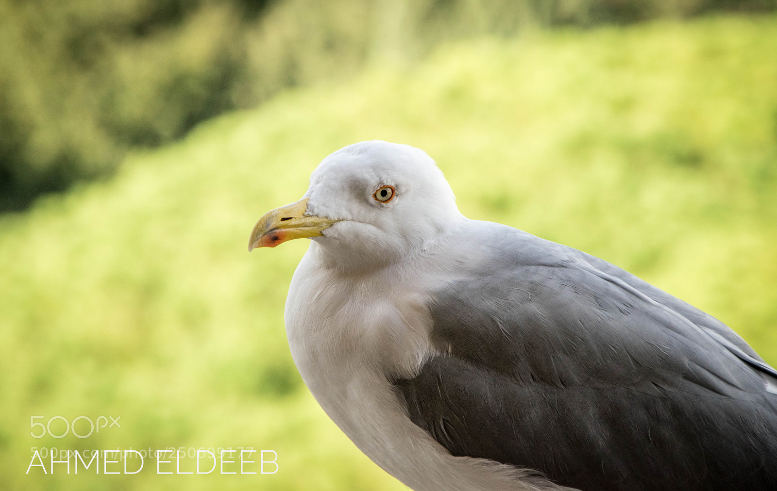Nikon D5300 sample photo. Birdy photography
