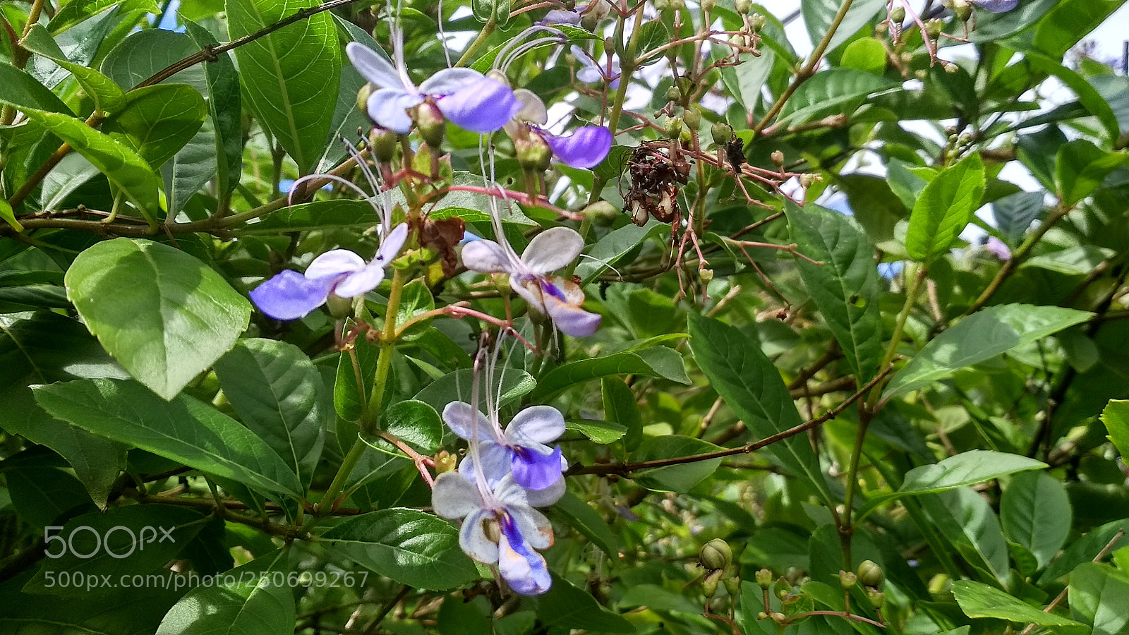 Xiaomi Redmi 4X sample photo. Untitled photography