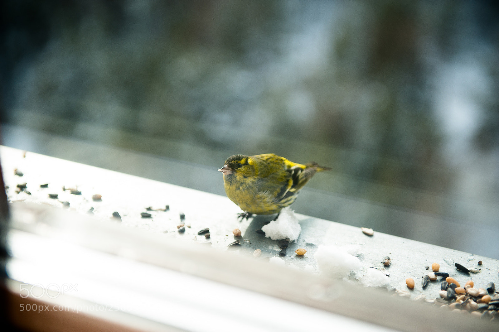 Nikon D700 sample photo. Bird<3 photography