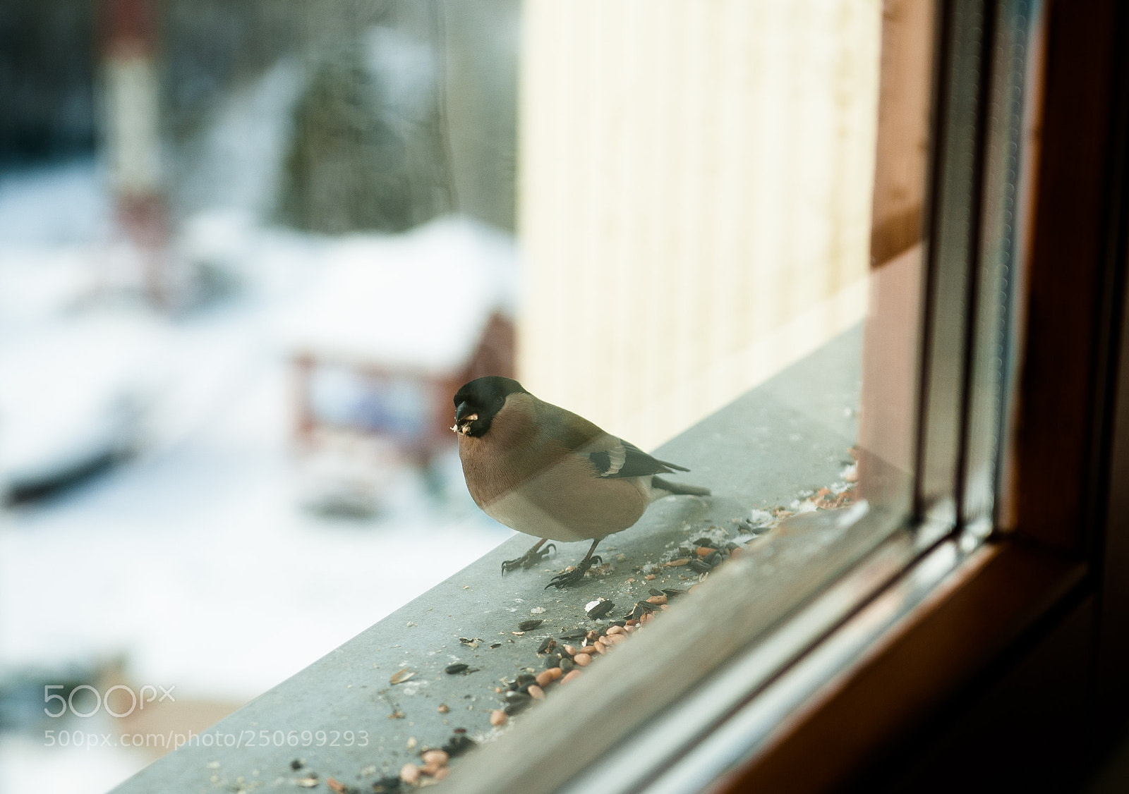 Nikon D700 sample photo. Bird<3 photography