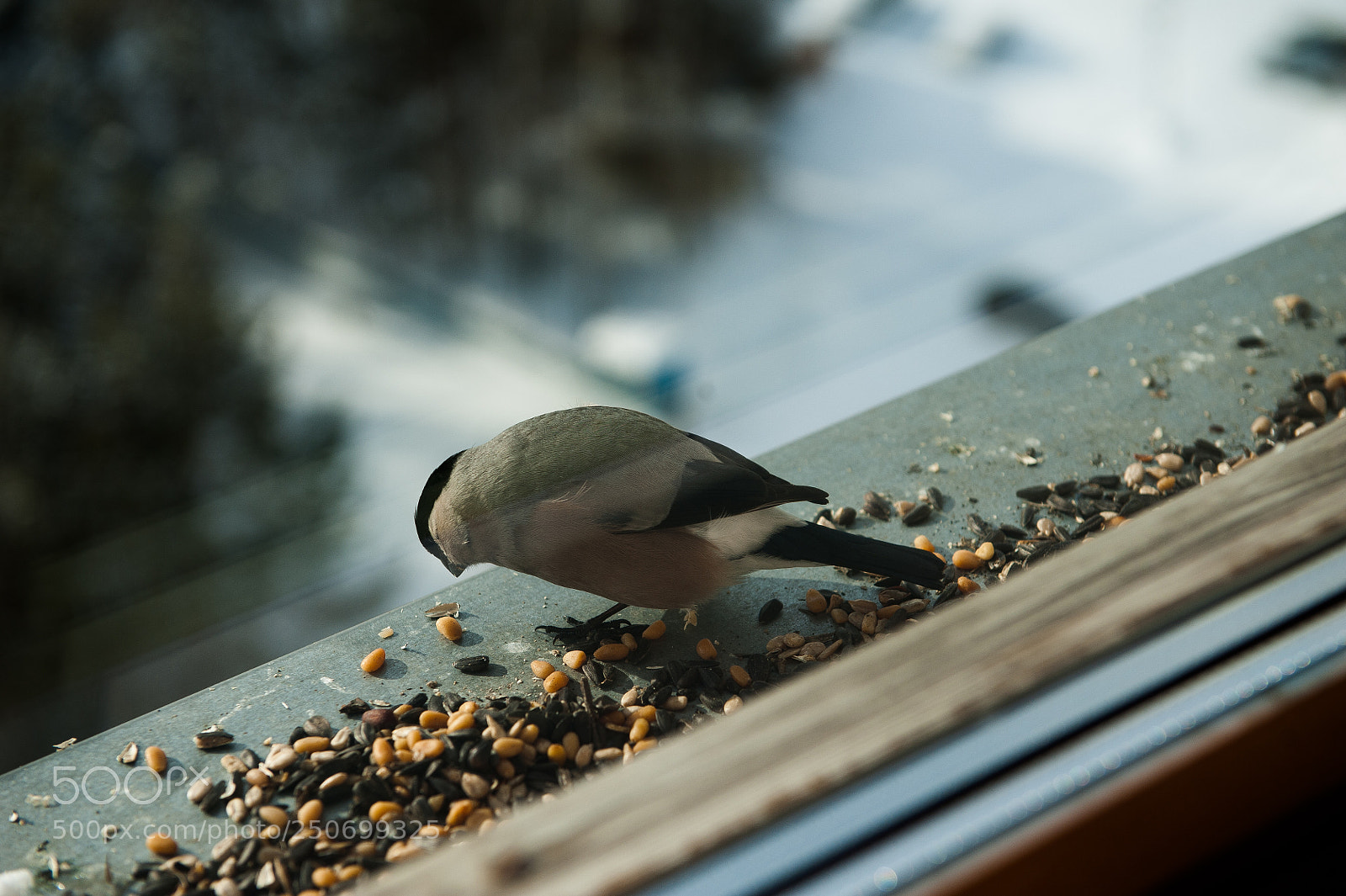 Nikon D700 sample photo. Bird<3 photography