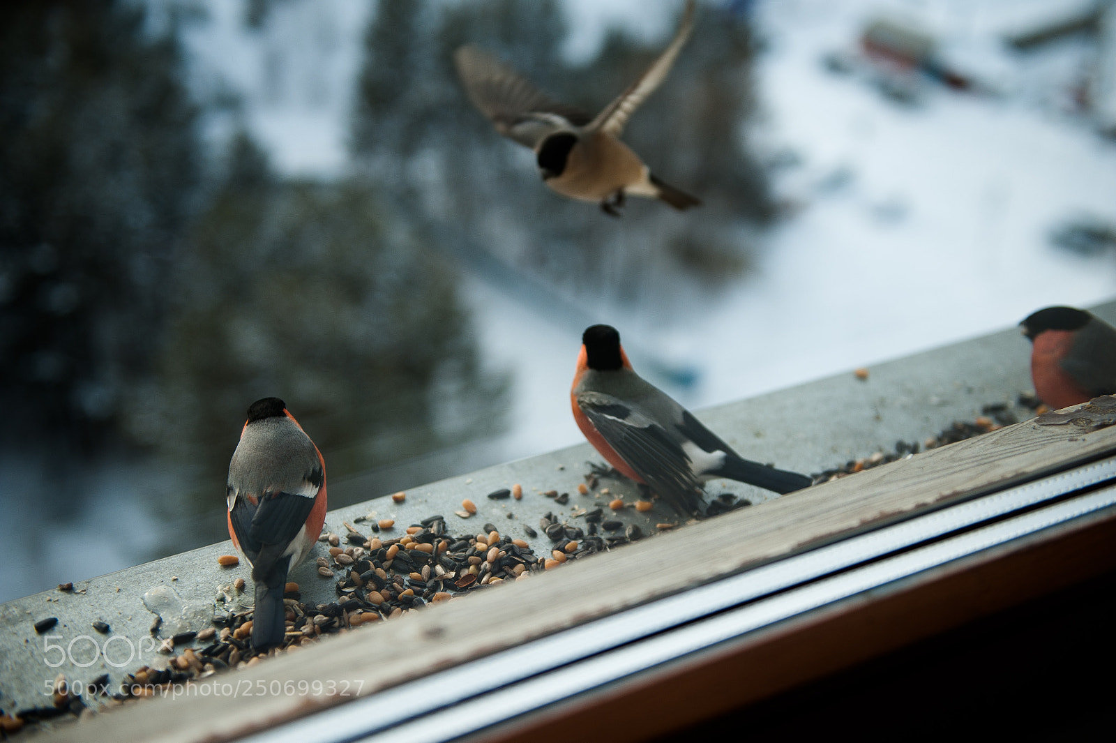 Nikon D700 sample photo. Bird<3 photography