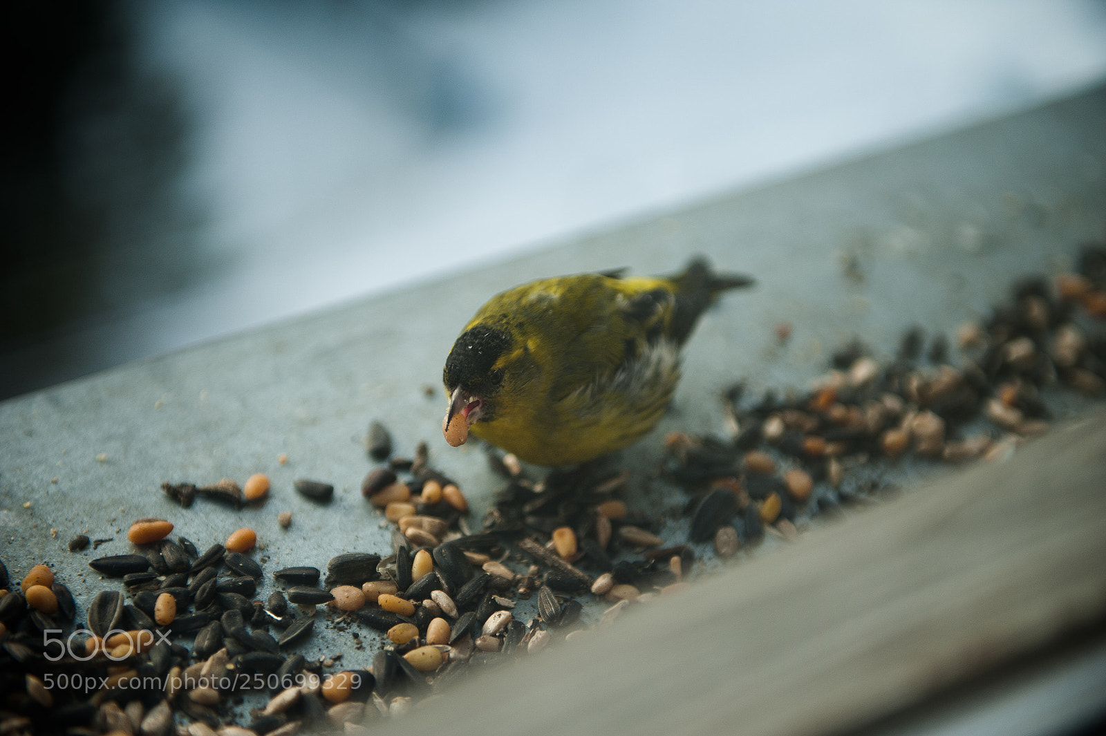 Nikon D700 sample photo. Bird<3 photography