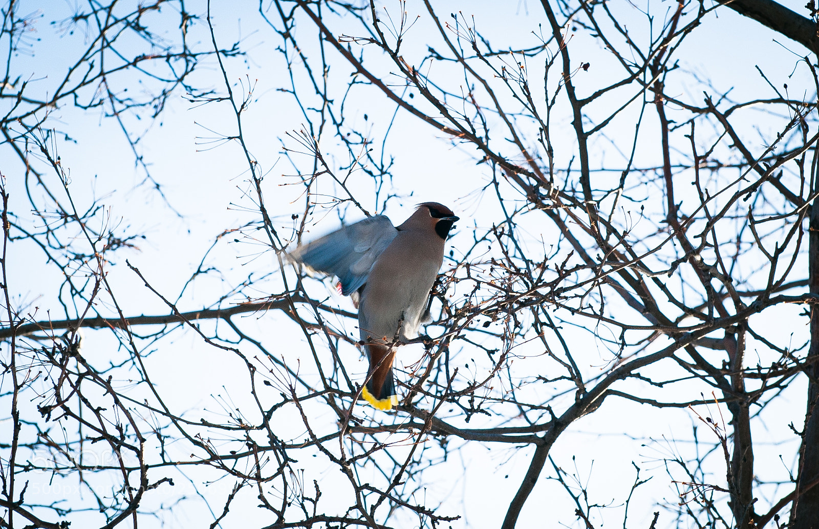 Nikon D700 sample photo. Bird<3 photography