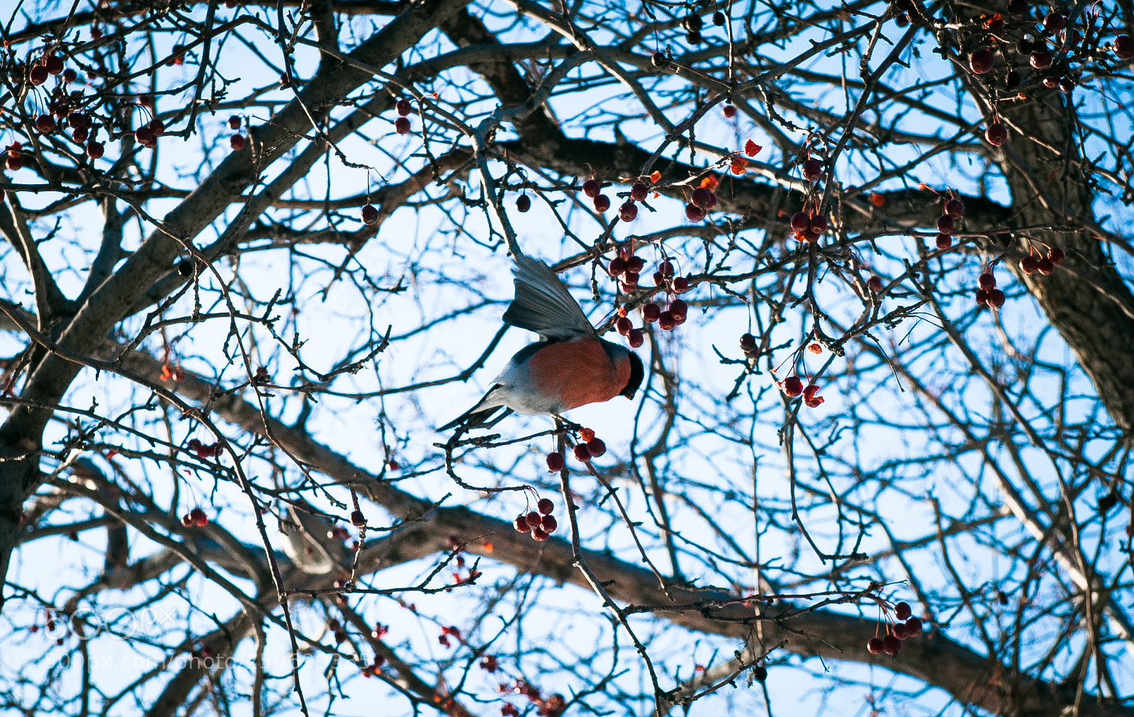 Nikon D700 sample photo. Bird<3 photography